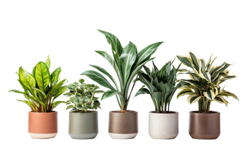 Towering Botanical Beauties: A Stack of Potted Plants. On a White or Clear Surface PNG Transparent Background.