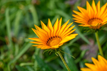 Yellow flowers of Gazania or Treasure in full bloom, Gazania rigens or Gazania splendens. 2