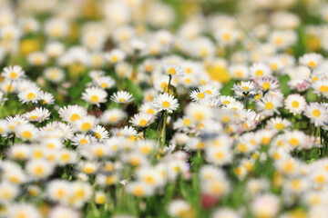Daisies flowers on meadow at beautiful spring sunny day