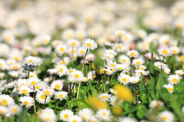 Daisies flowers on meadow at beautiful spring sunny day