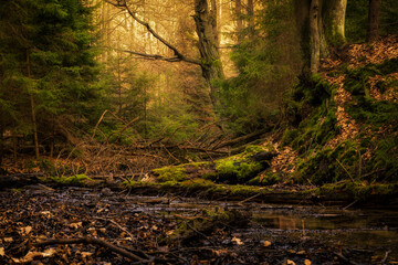 Obrazy na Plexi  Leśna dolina z pięknym światłem