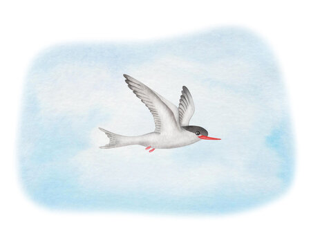 recommend clip art: Watercolor illustration. Hand painted arctic tern on blue sky. Bird with spread white wings, feathers, red beak, black head. Flying seabird. Seagull, sterna. Bird in the air. Isolated animal clip art