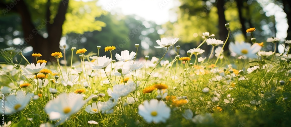 Poster a beautiful field of daisies blooms in a park with trees in the background, creating a happy and pic