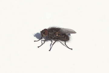 Close up fly, Leucophora obtusa. Tribe Hydrophoriini, subfamily Anthomyiinae, family Root-maggot flies, Anthomyiidae. White background. Spring, March. Netherlands.