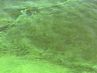 Green eutrophication river water covered algae cyanobacterium blooms phytoplankton.