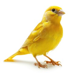 Canary isolated on white background