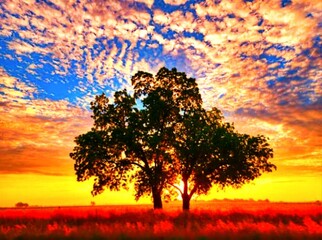sunset with tree