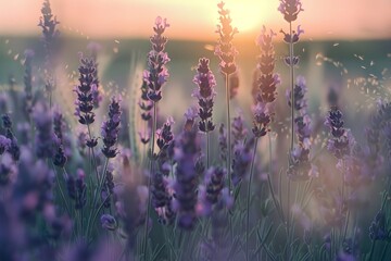 A breathtaking lavender field with soft shades of lilac and pastel pinks and blues. The blooming flowers sway in the gentle breeze, creating a tranquil and serene atmosphere. A picturesque landscape - obrazy, fototapety, plakaty