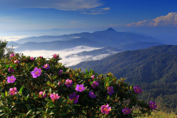 Fototapeta premium The beauty forest and nature of Por Ta Mangkre Summit (Por Ta Mangkre Hill) Phato District, Chumphon Province, Thailand 