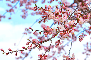Beautiful pink delicate spring flowers,fruit tree, gardening