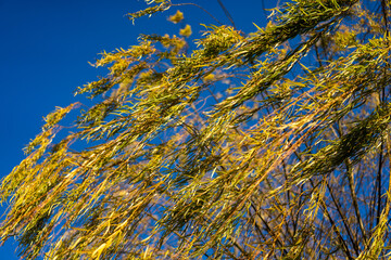 青空と黄金色に輝く柳の葉