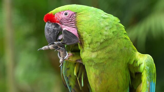 Side view of a great green macaw (Ara ambiguus) or military macaw (Ara militaris) with red forehead, biting and chewing its foot in an enclosure, close up shot of a critically endangered bird species.