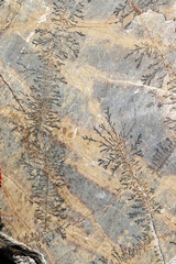 Close up of fossil ferns petrified in a stone slab