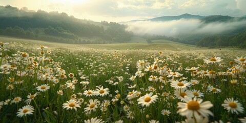 Golden Hour Over a Wild Daisy Field with Distant Mountains, Symbolizing Hope and the Peaceful End of a Perfect Spring Day
