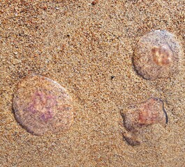 Fototapeta na wymiar seashells in the sand on the beach, closeup of photo