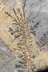 Close up of fossil ferns petrified in a stone slab © Kybele