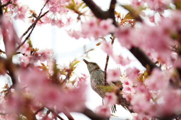 満開の桜の中で休むヒヨドリ