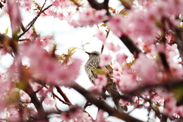 満開の河津桜の蜜を吸うヒヨドリ