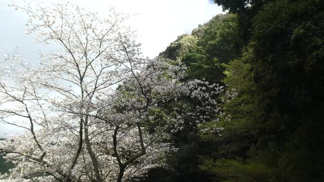 桜と緑の揺さぶり