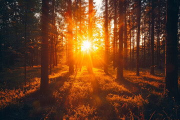 A sun is shining through the trees, casting a warm glow on the forest floor