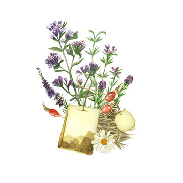 Herb tea. Composition of herbal tea, tea bag, meadow herbs, lungwort, chamomile, rose hips. All elements are hand painted with watercolors on a white background. For printing on fabric and paper.