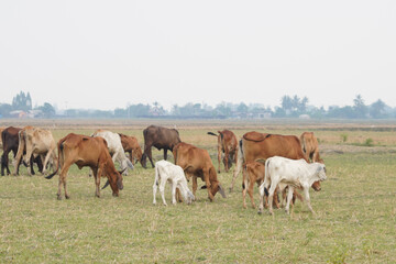 Fototapeta na wymiar Cow in the green grass