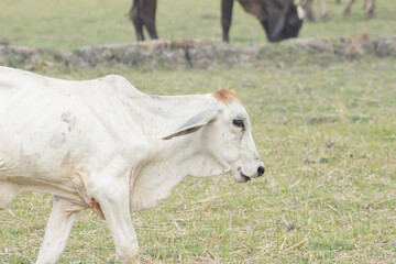 Cow in the green grass