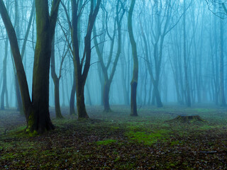 Mysterious autumn forest in the fog. Morning forest in blue tones. Dark place. Bare trees in the woods.