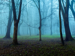 Mysterious autumn forest in the fog. Morning forest in blue tones. Dark place. Bare trees in the woods.