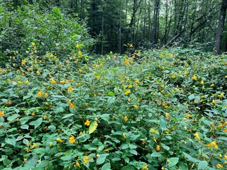 Jewelweed patch in a forest