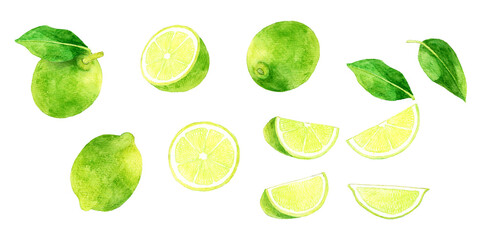 ライムのセット　フルーツの手描き水彩イラスト素材