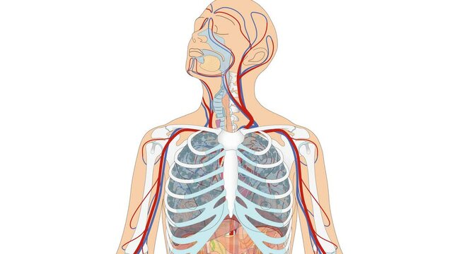 Animation Atmungssystem / Atmungsorgane und Blutkreislauf - Herz Blutkreislauf Lunge Luftröhre Zwerchfell des Menschen