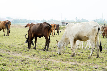 Cow in the green grass
