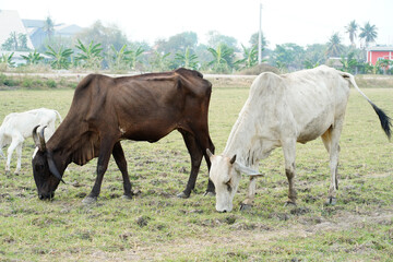 Cow in the green grass