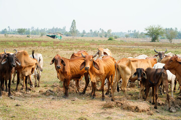 Cow in the green grass