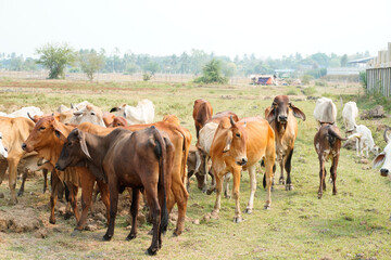 Cow in the green grass