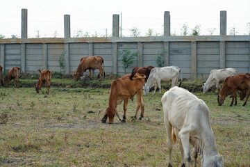 Obraz premium Cow in the green grass