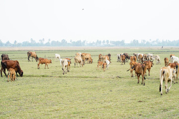Cow in the green grass