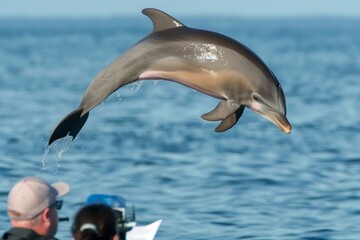 Fototapeta premium researcher taking notes as a dolphin jumps in the wild