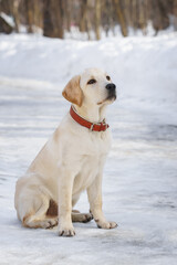Young labrador observing winter grounds in the nature - 769628672
