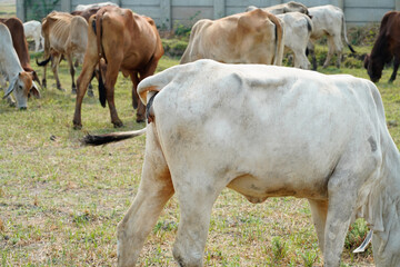 Cow in the green grass