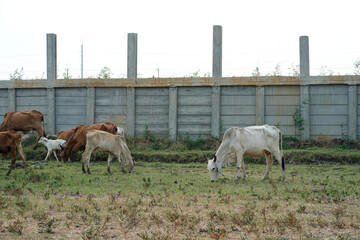 Cow in the green grass