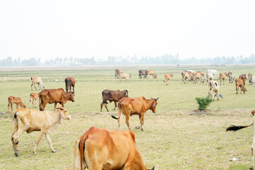 Cow in the green grass