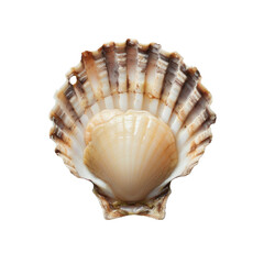 Obraz premium Scallop in a Shell Isolated on a Transparent Background