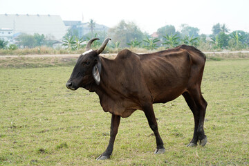 Cow in the green grass