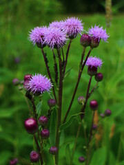 pink and white flowers