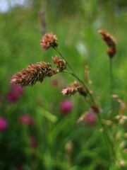 macro cereals green nature summer