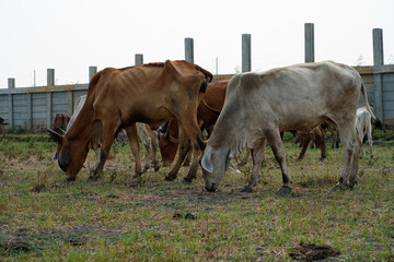 Cow in the green grass
