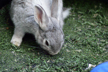 rabbit on the grass Rabbit eats people A rabbit eating in the garden Gray rabbit eating