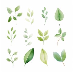 Green leaves and new shoots, clipart, watercolor illustration clipart, isolated on white background , watercolor, cute, character, uniq